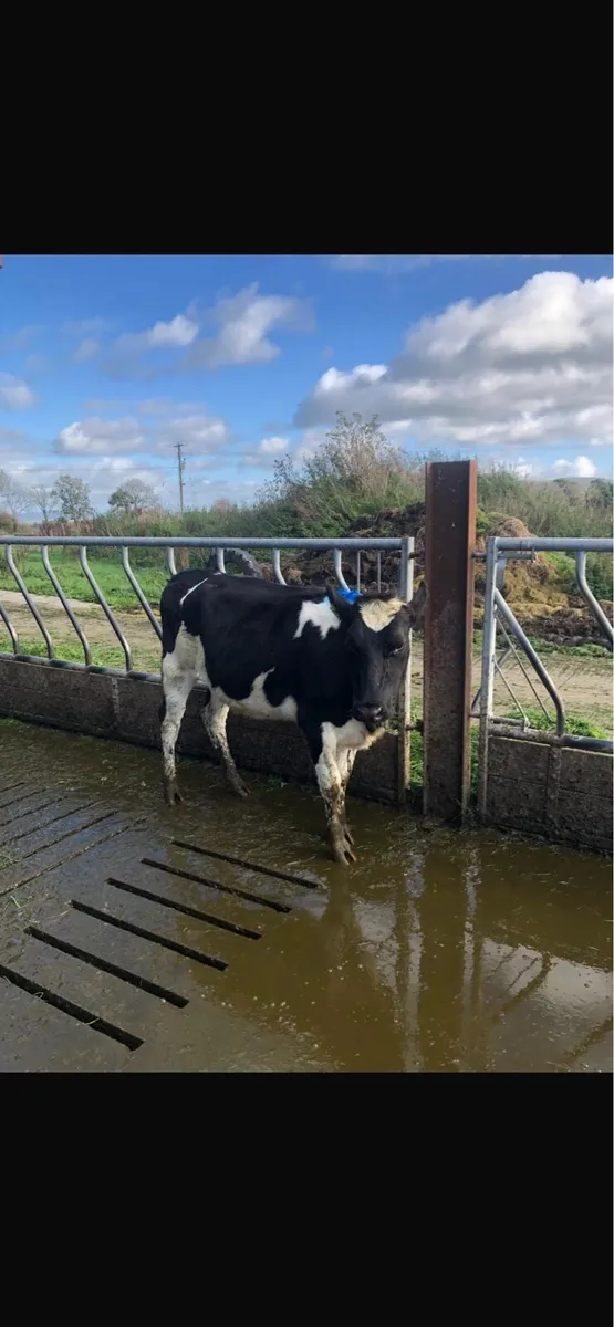 Incalf Dairy Heifers - Image 3