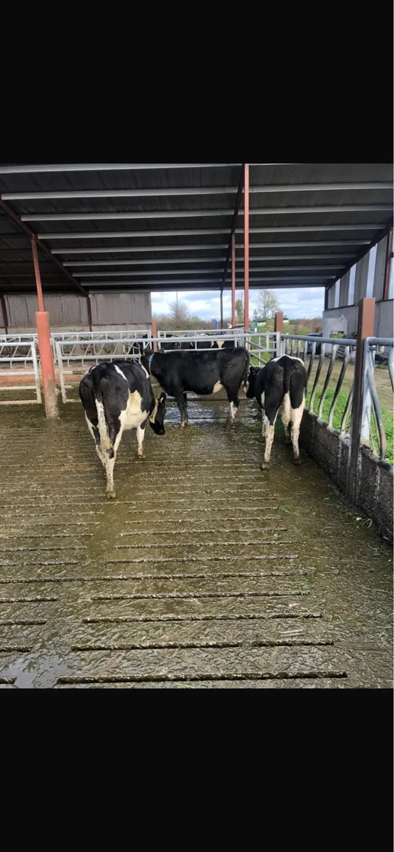 Incalf Dairy Heifers - Image 4