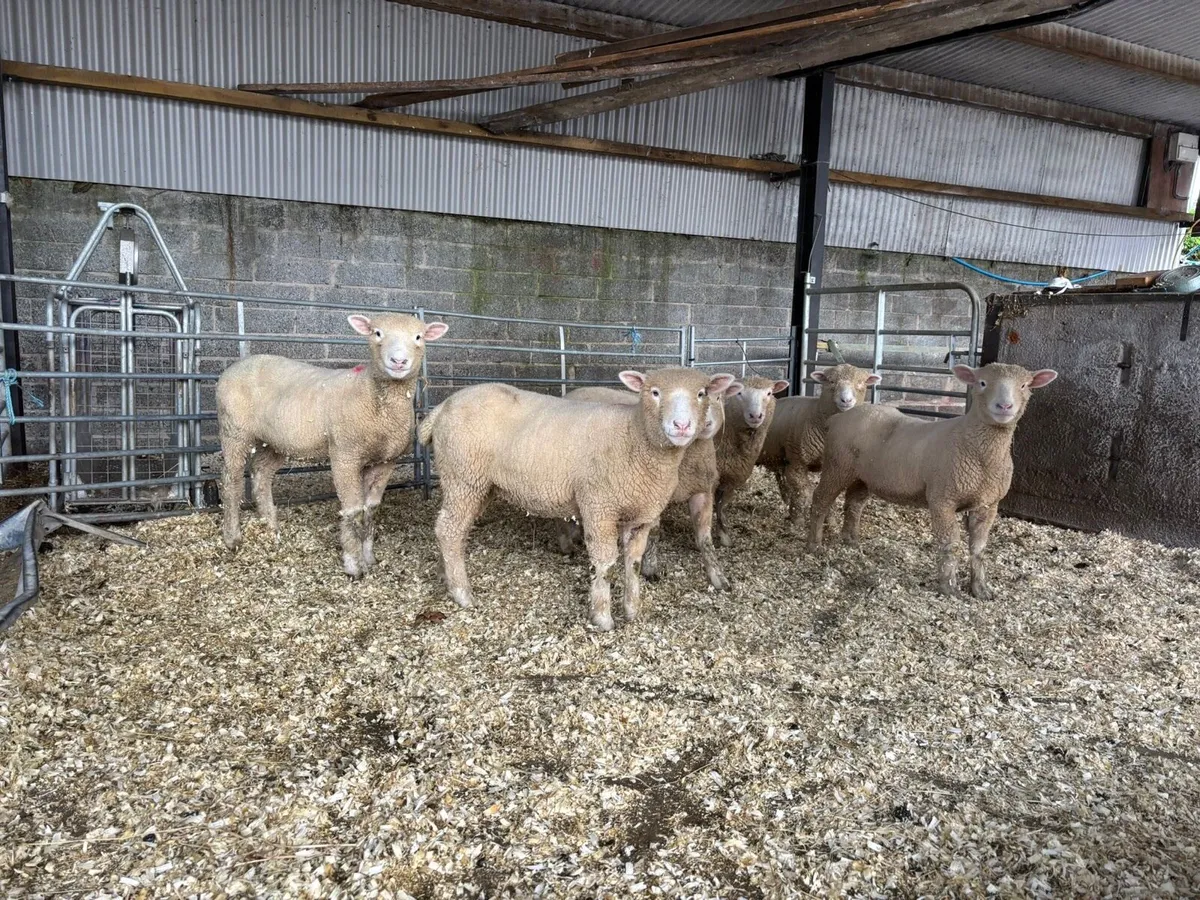 Dorset ewe lambs - Image 1
