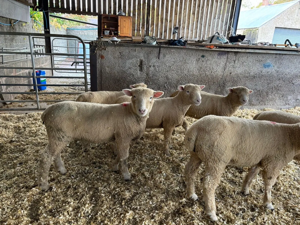 Dorset ewe lambs - Image 2