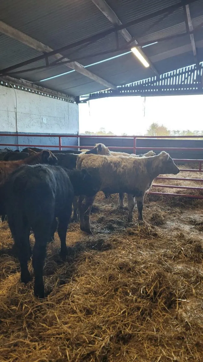 Heifers and bulls - Image 3