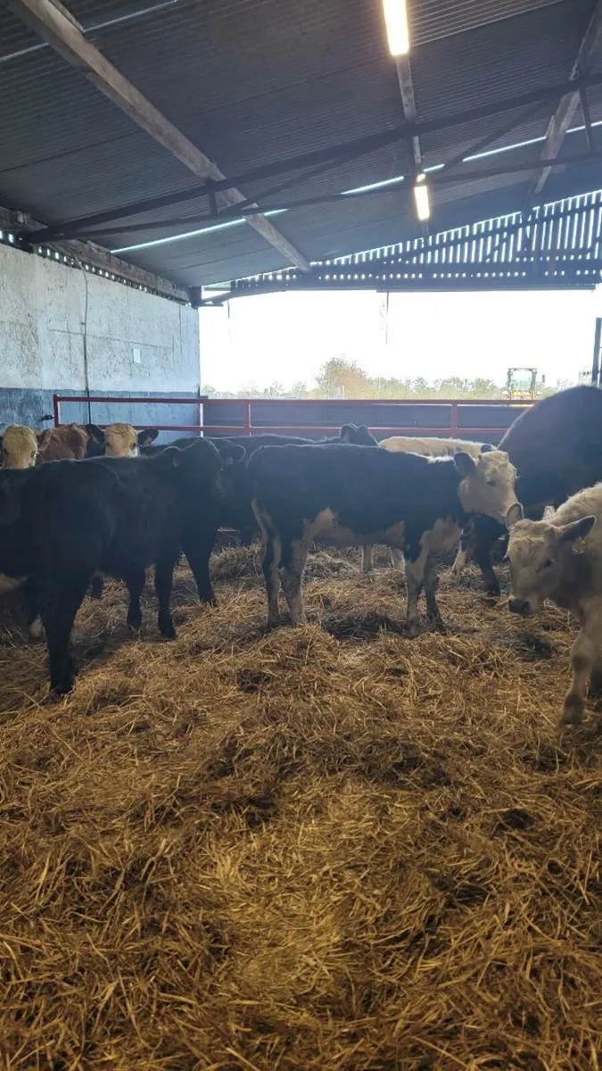 Heifers and bulls - Image 4