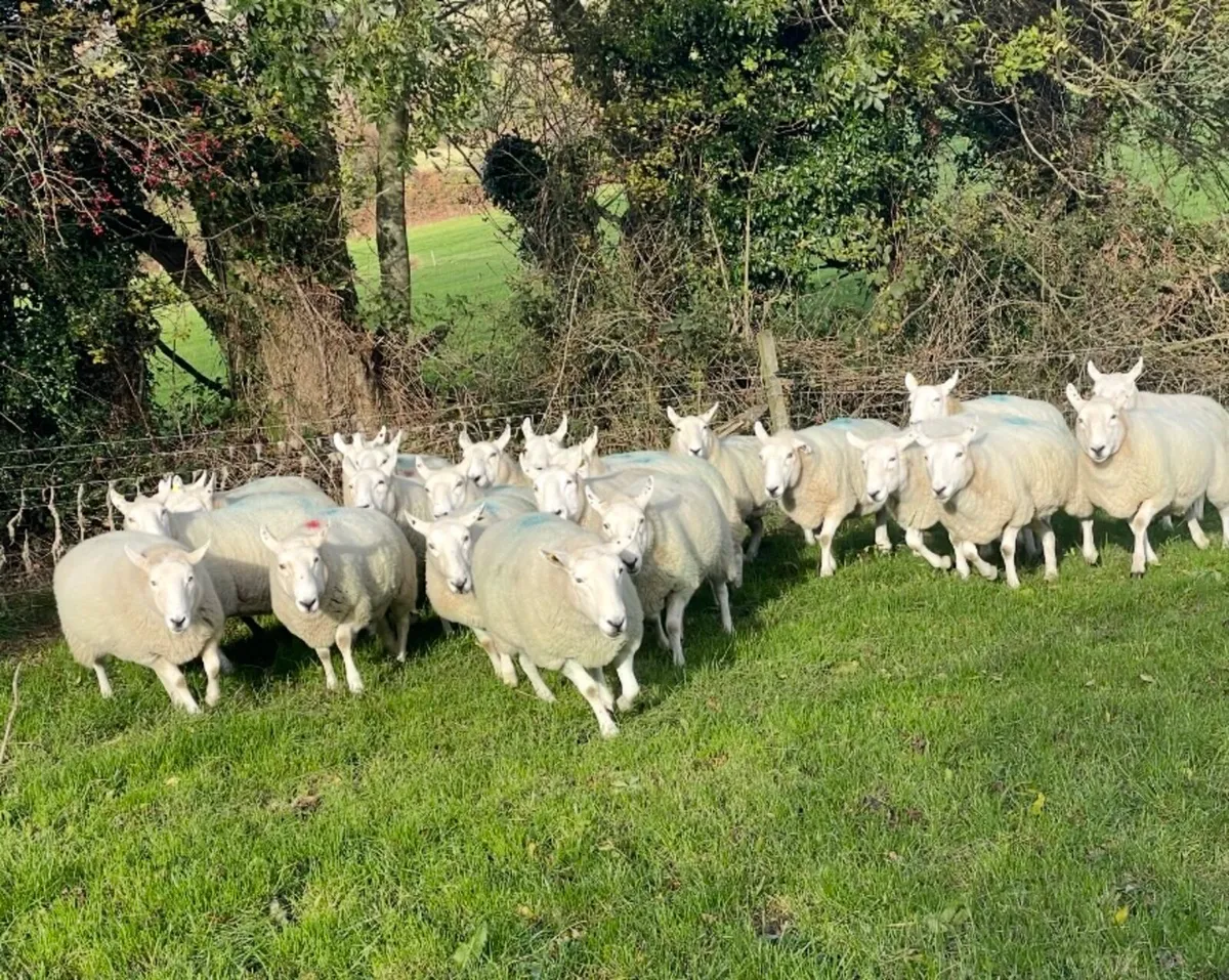 Cheviot ewes - Image 1