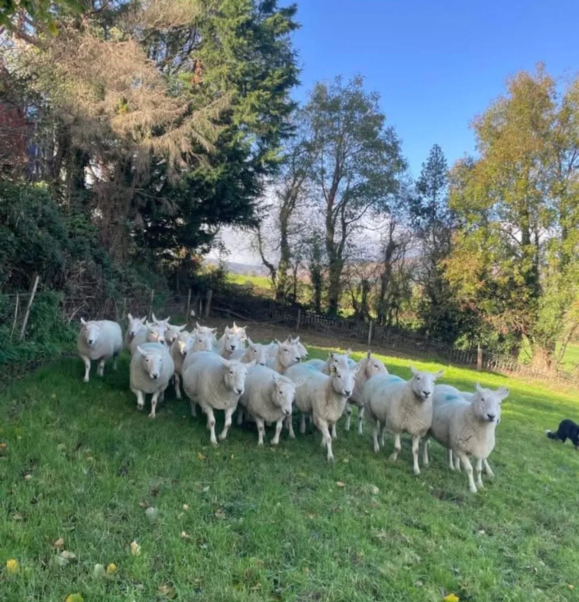 Cheviot ewes - Image 2