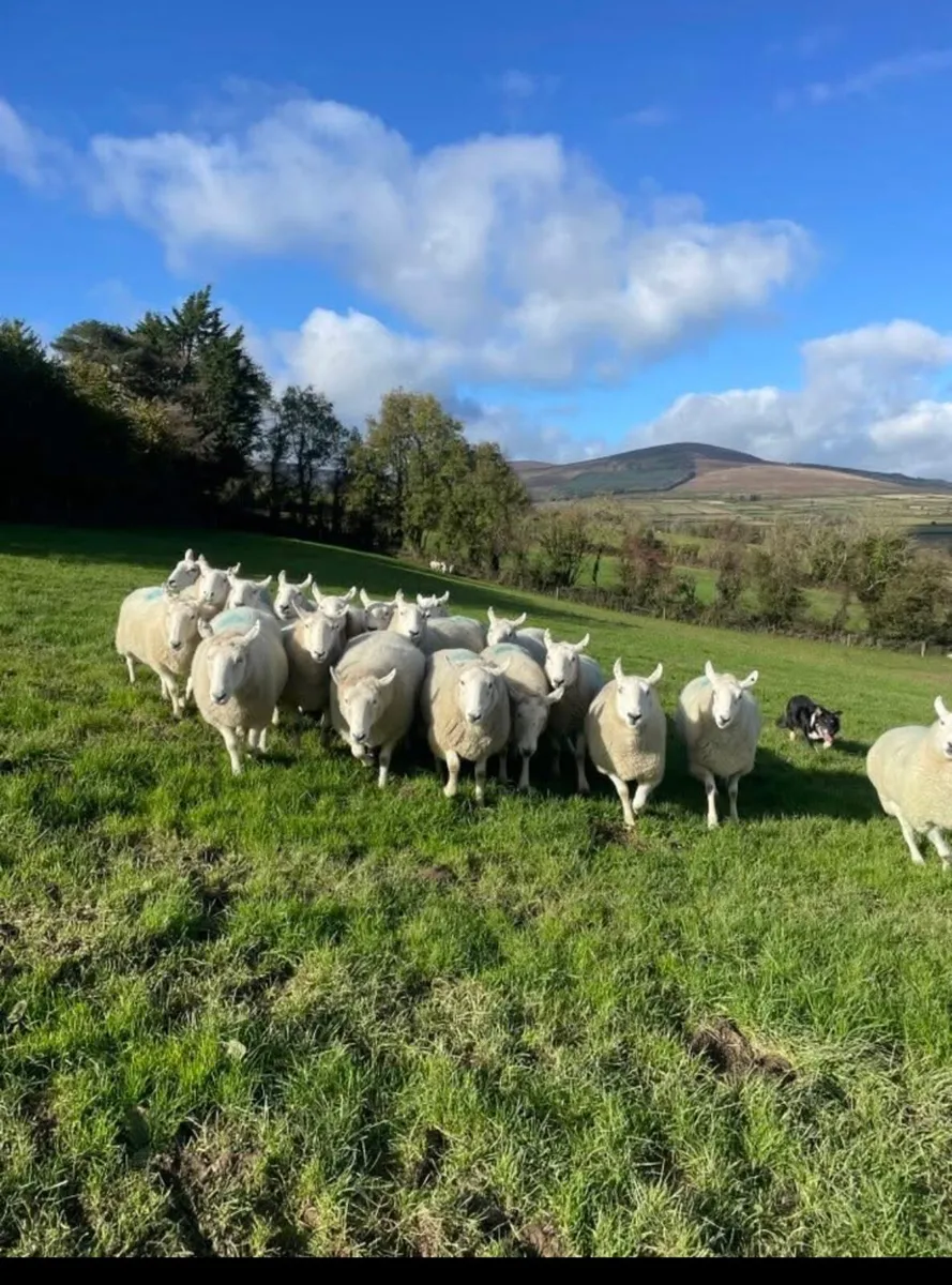 Cheviot ewes - Image 3