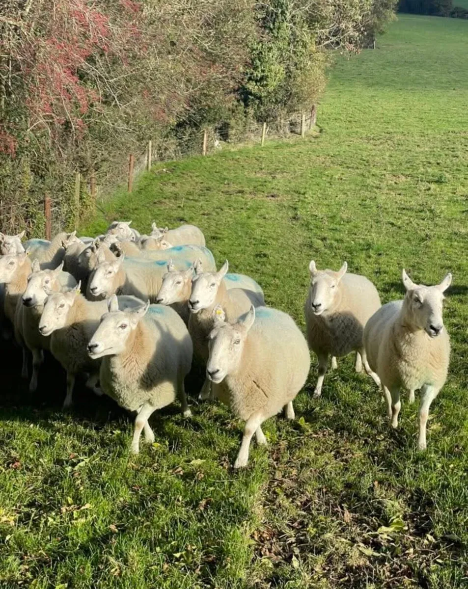 Cheviot ewes - Image 4