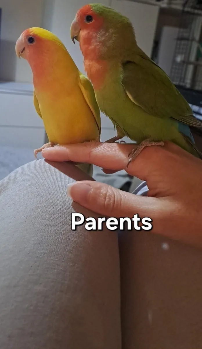 Lovebird - Image 2