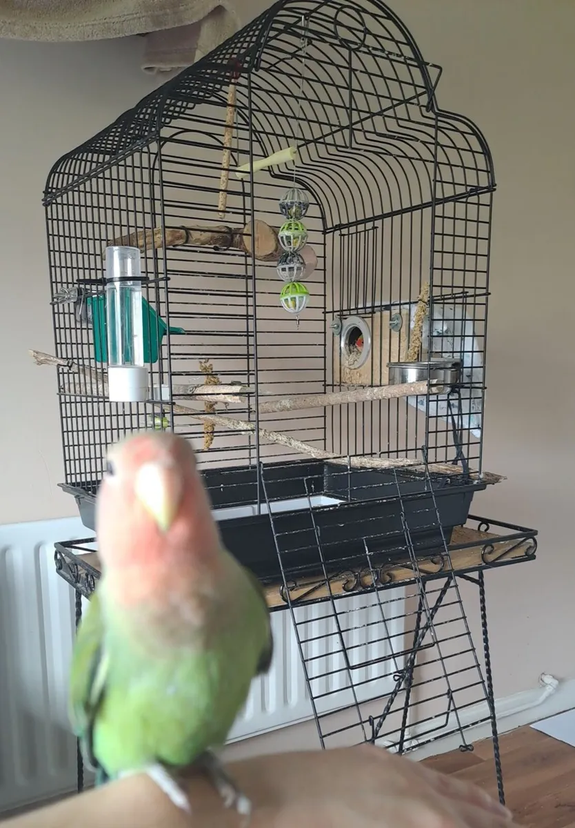Lovebird - Image 4