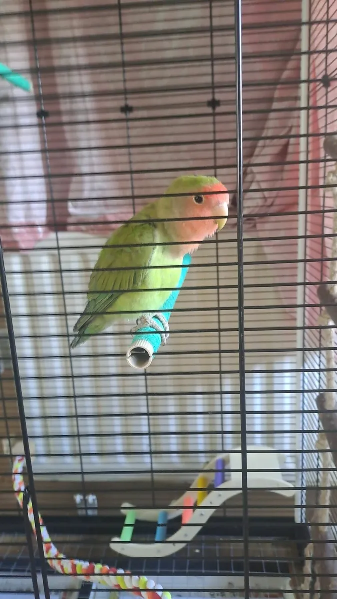 Lovebird - Image 1