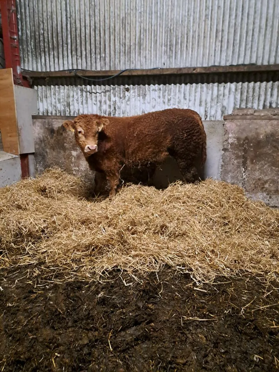 PBR limousin bull - Image 1