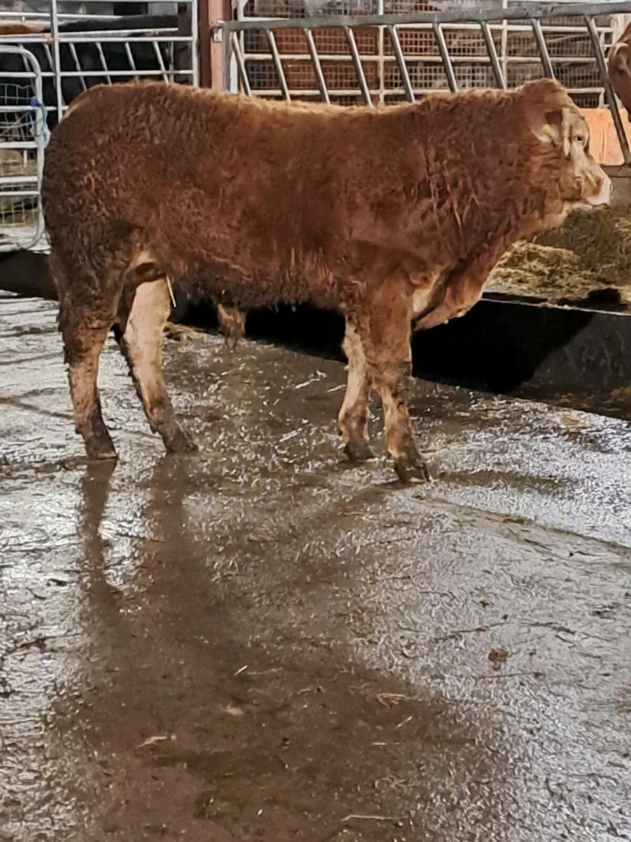 PBR limousin bull - Image 2