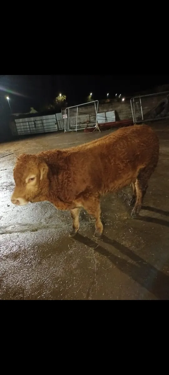 PBR limousin bull - Image 3