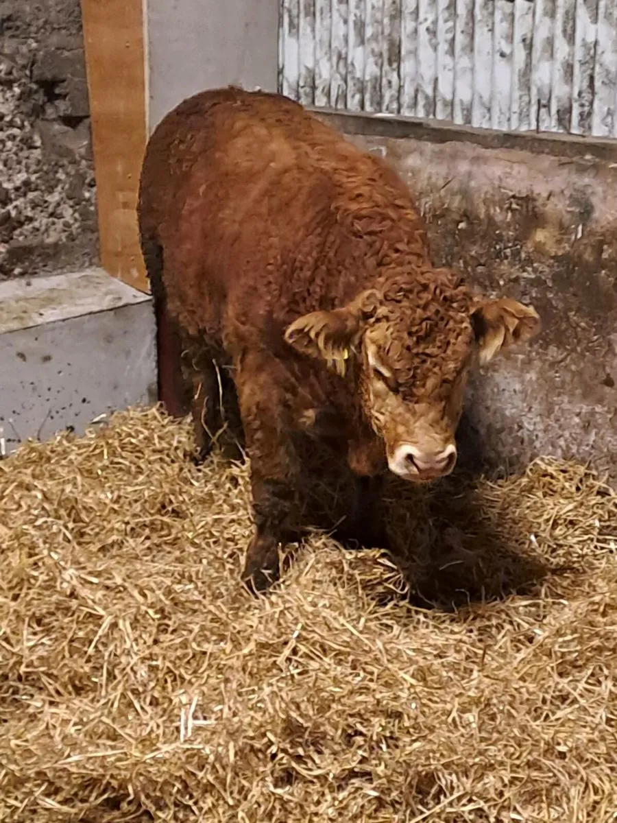 PBR limousin bull - Image 4