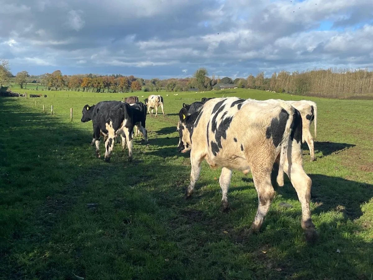 12 super 480 kg British Frisian bullocks - Image 1
