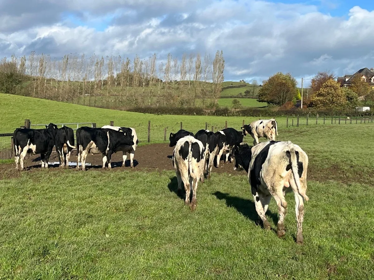 12 super 480 kg British Frisian bullocks - Image 2