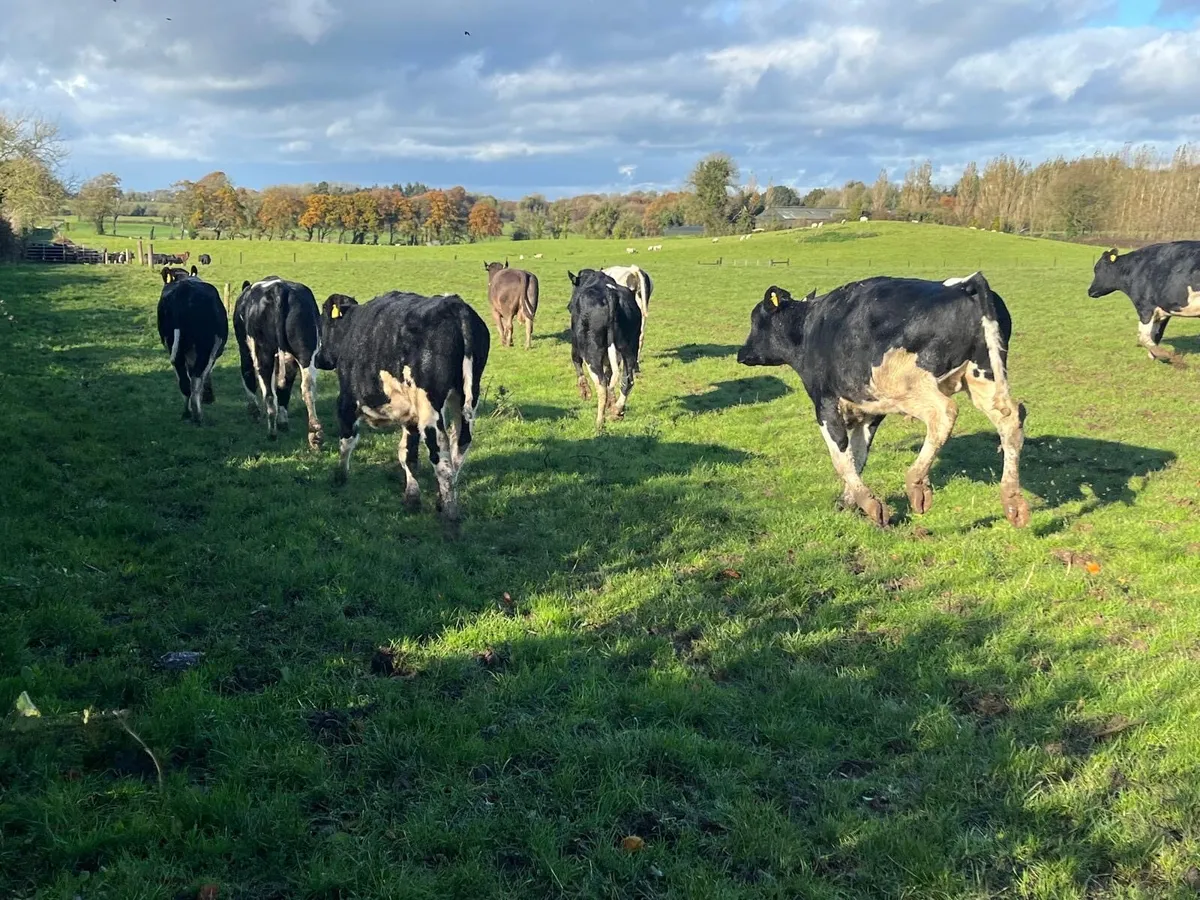 12 super 480 kg British Frisian bullocks - Image 3