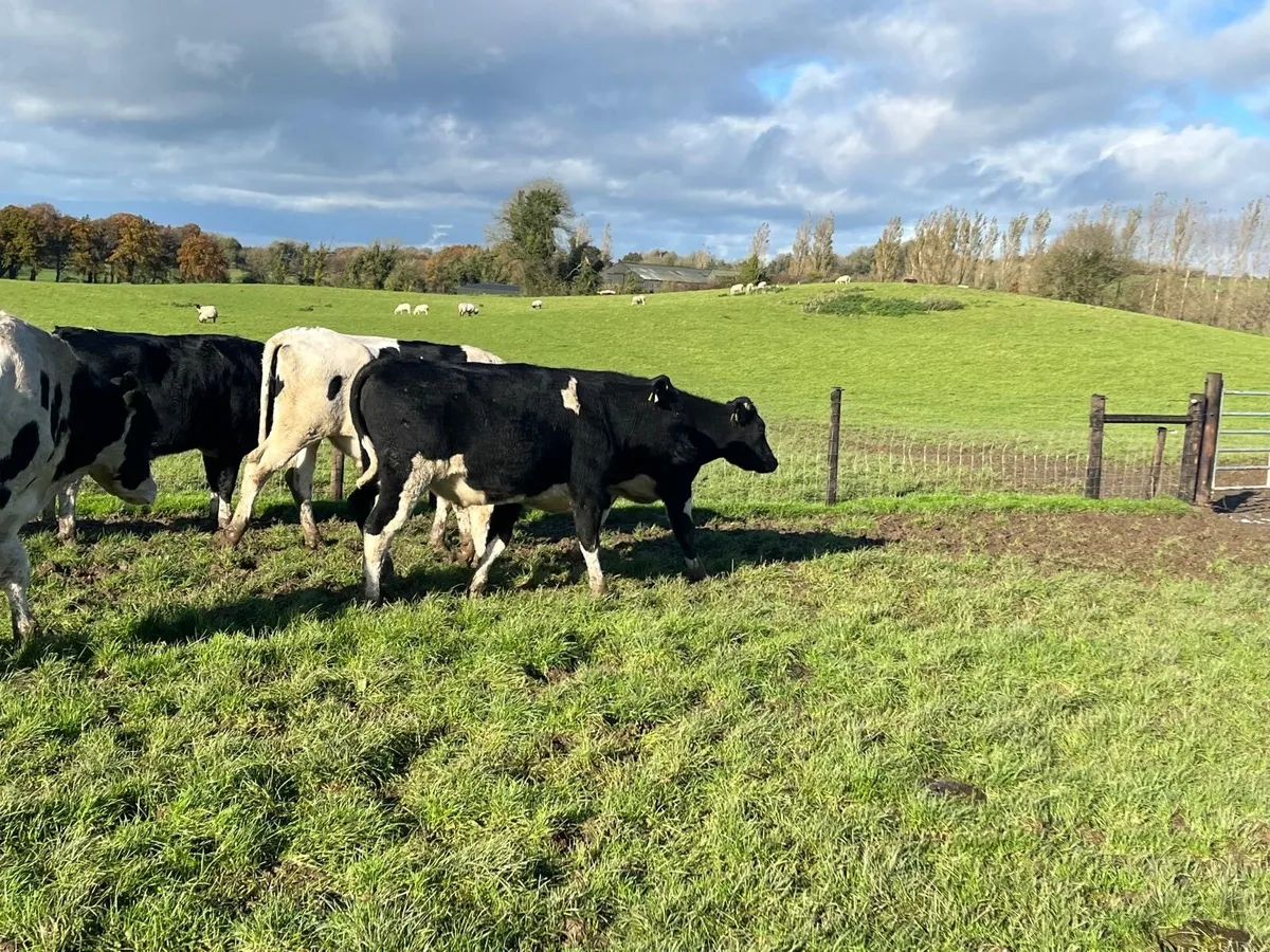 12 super 480 kg British Frisian bullocks - Image 4