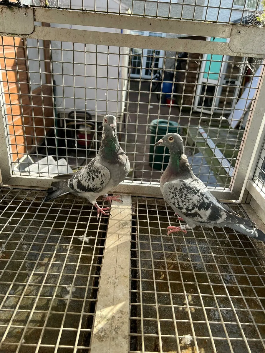 Racing  pigeons - Image 1