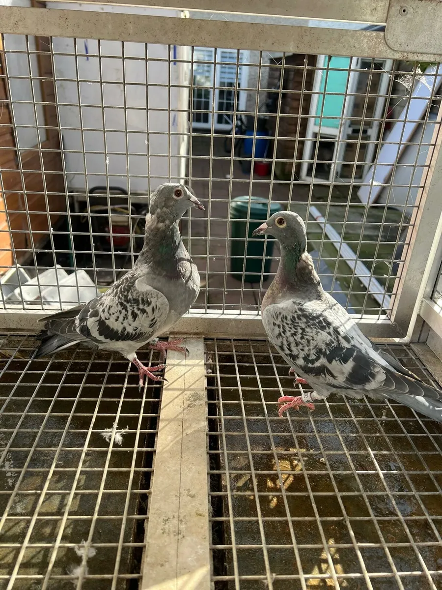 Racing  pigeons - Image 2