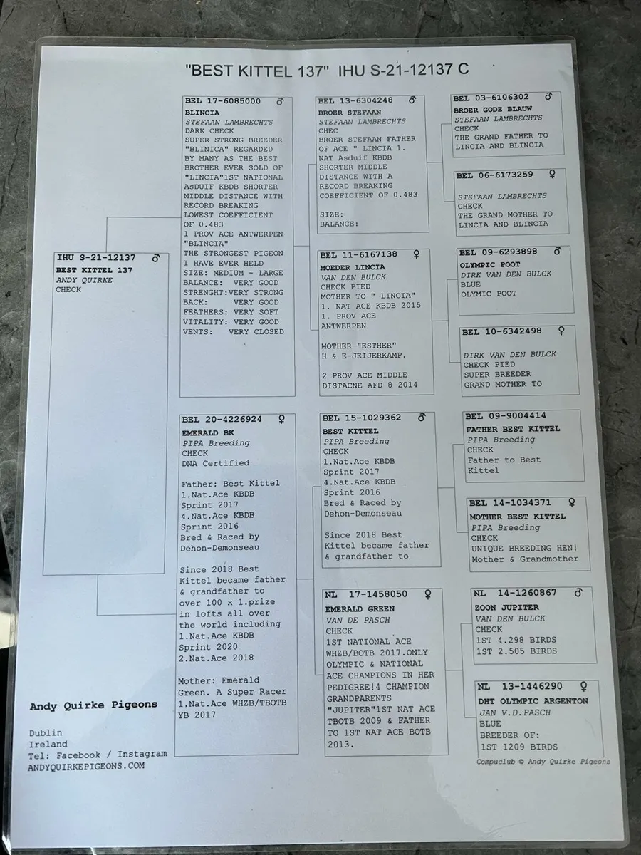 Racing  pigeons - Image 3