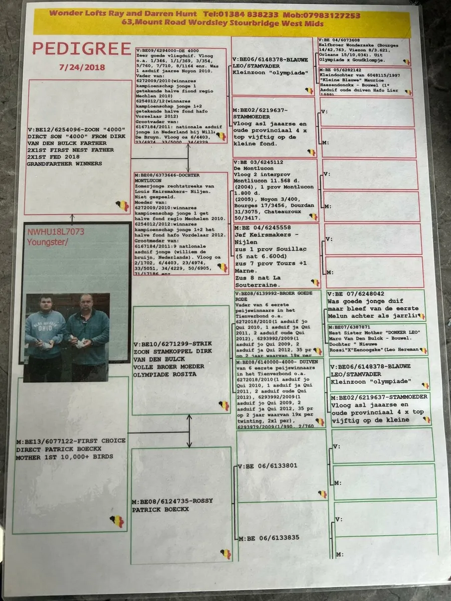 Racing  pigeons - Image 4