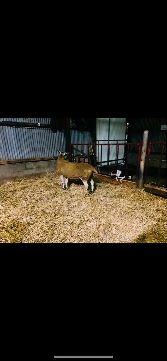 Blue Leicester Ram - Image 4