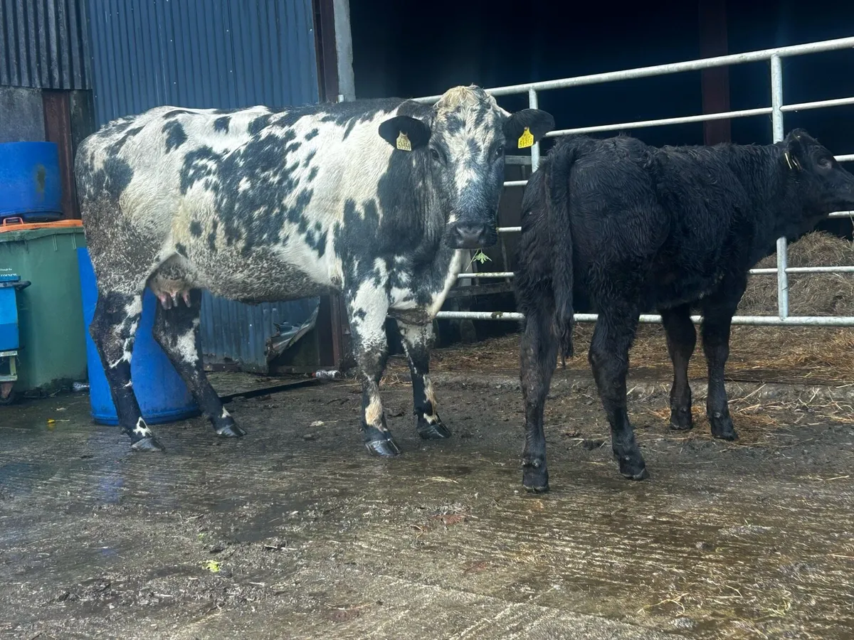 4 Star Cow And Calf - Image 1