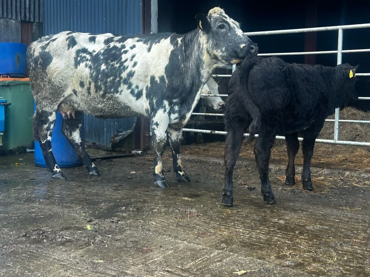 4 Star Cow And Calf - Image 2