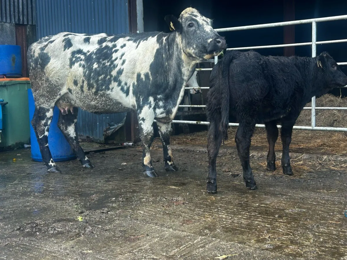 4 Star Cow And Calf - Image 3