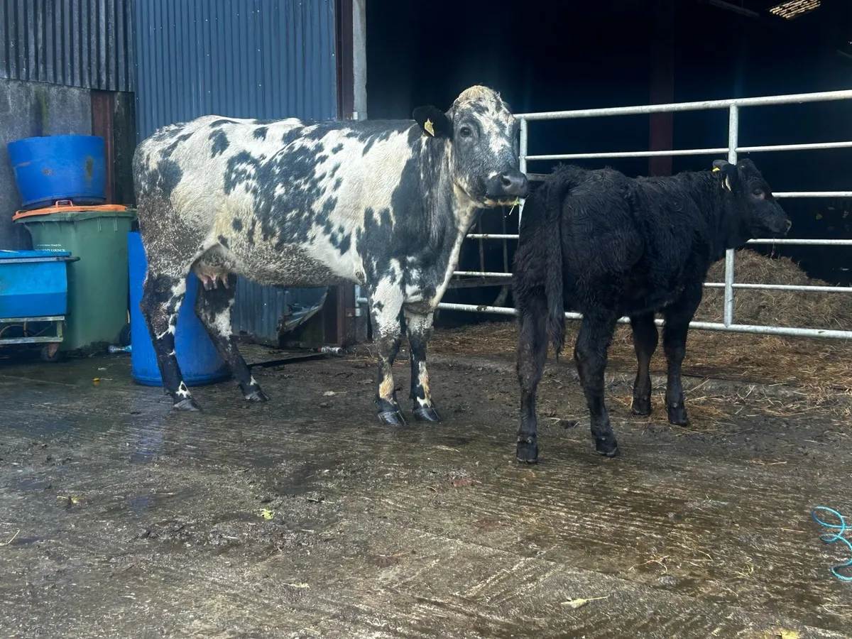 4 Star Cow And Calf - Image 4