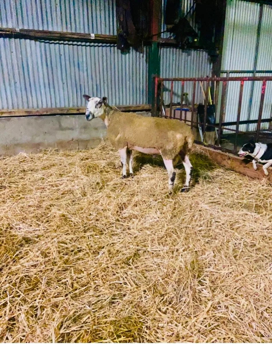 Blue Leicester Ram - Image 1