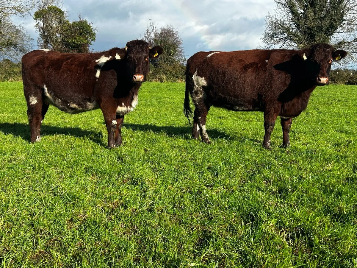 Two 5 Star Pedigree Shorthorn Shorthorn Springers - Image 1