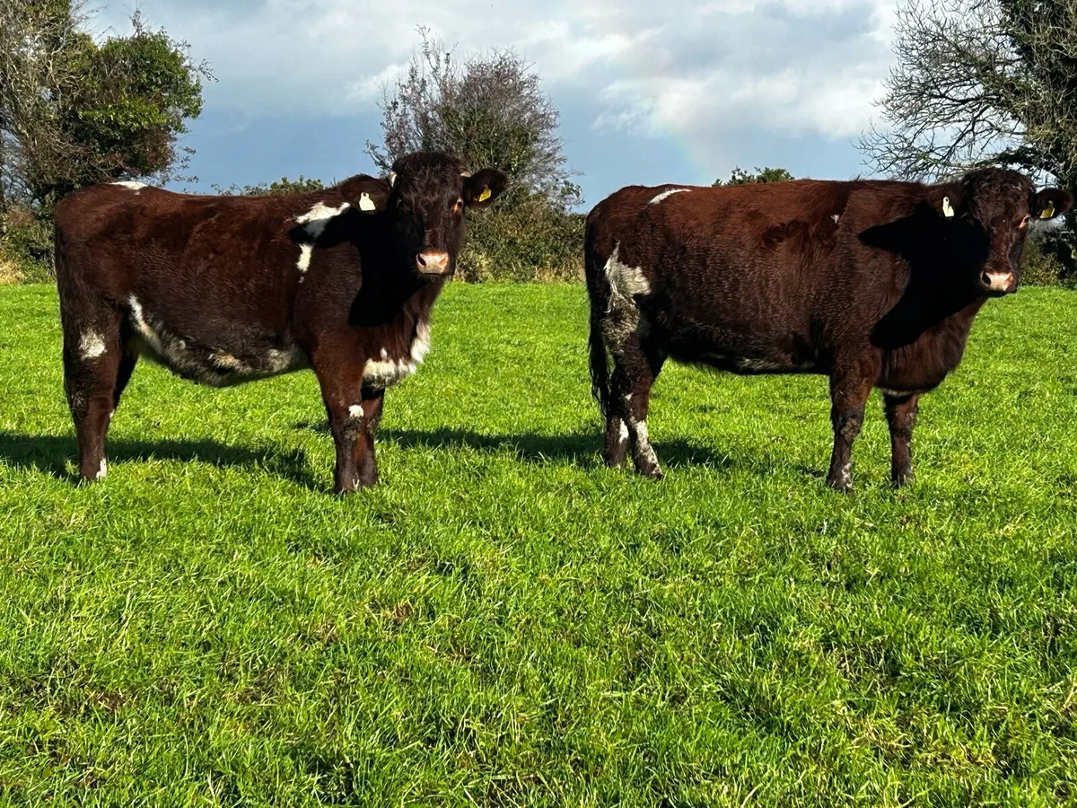 Two 5 Star Pedigree Shorthorn Shorthorn Springers - Image 2