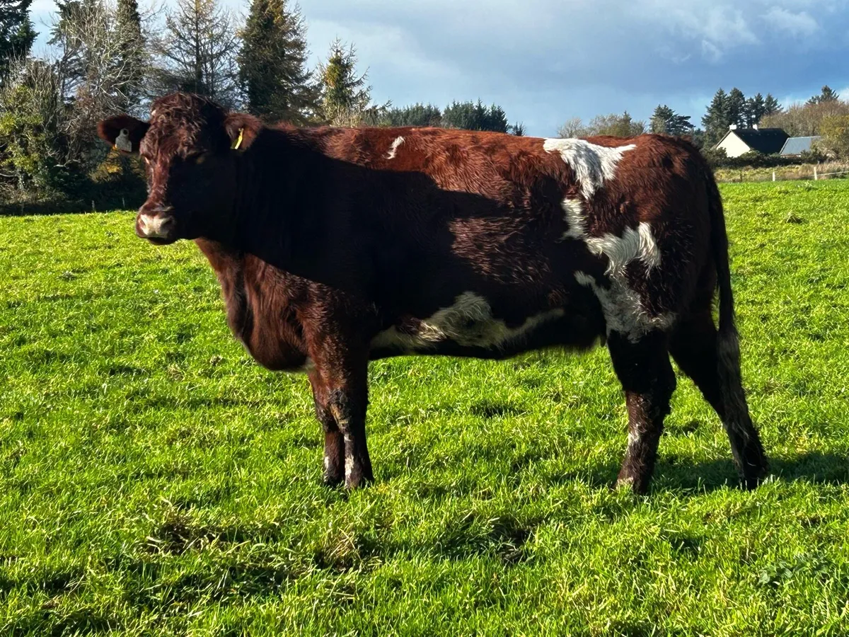 Two 5 Star Pedigree Shorthorn Shorthorn Springers - Image 3