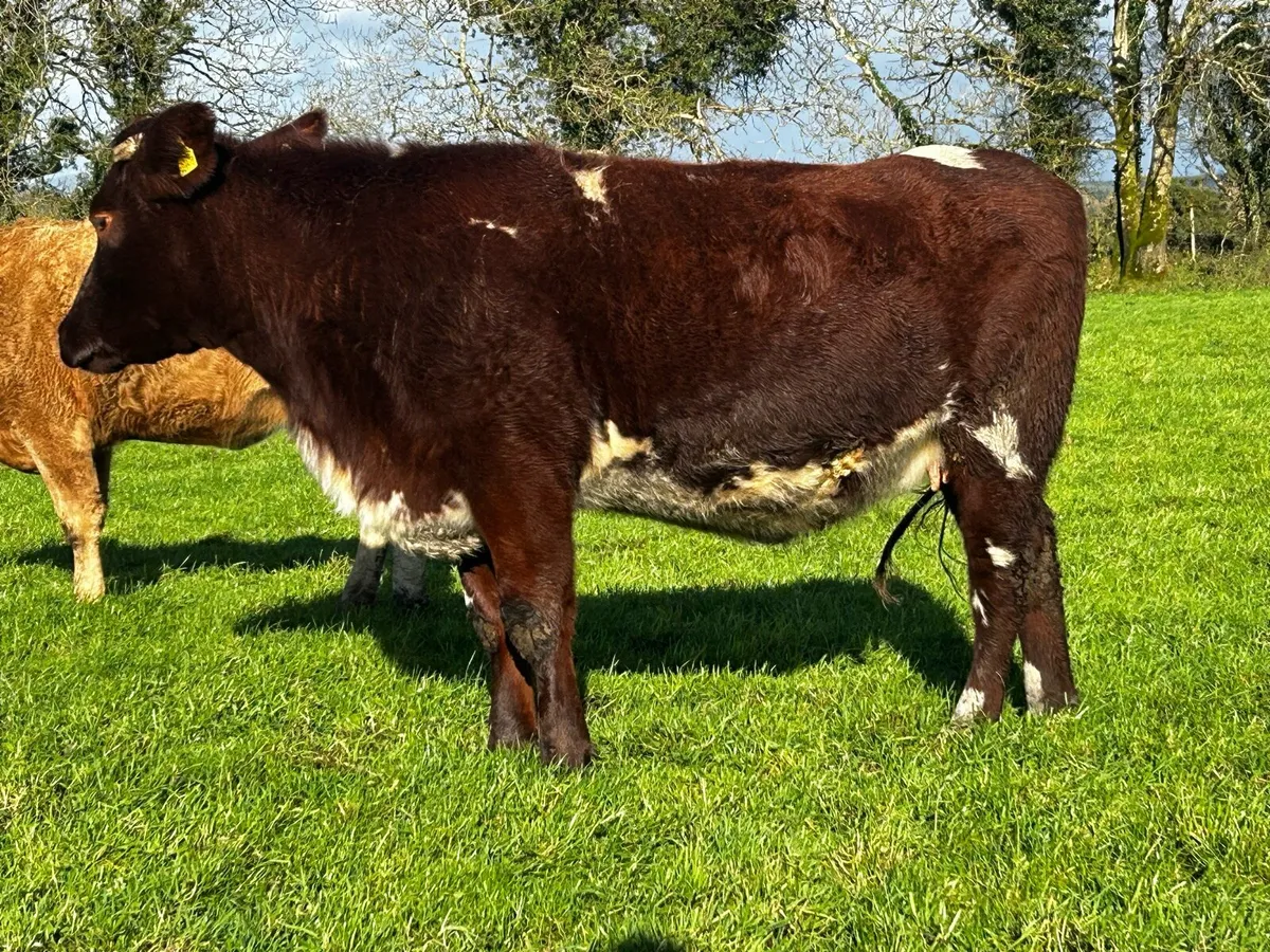 Two 5 Star Pedigree Shorthorn Shorthorn Springers - Image 4