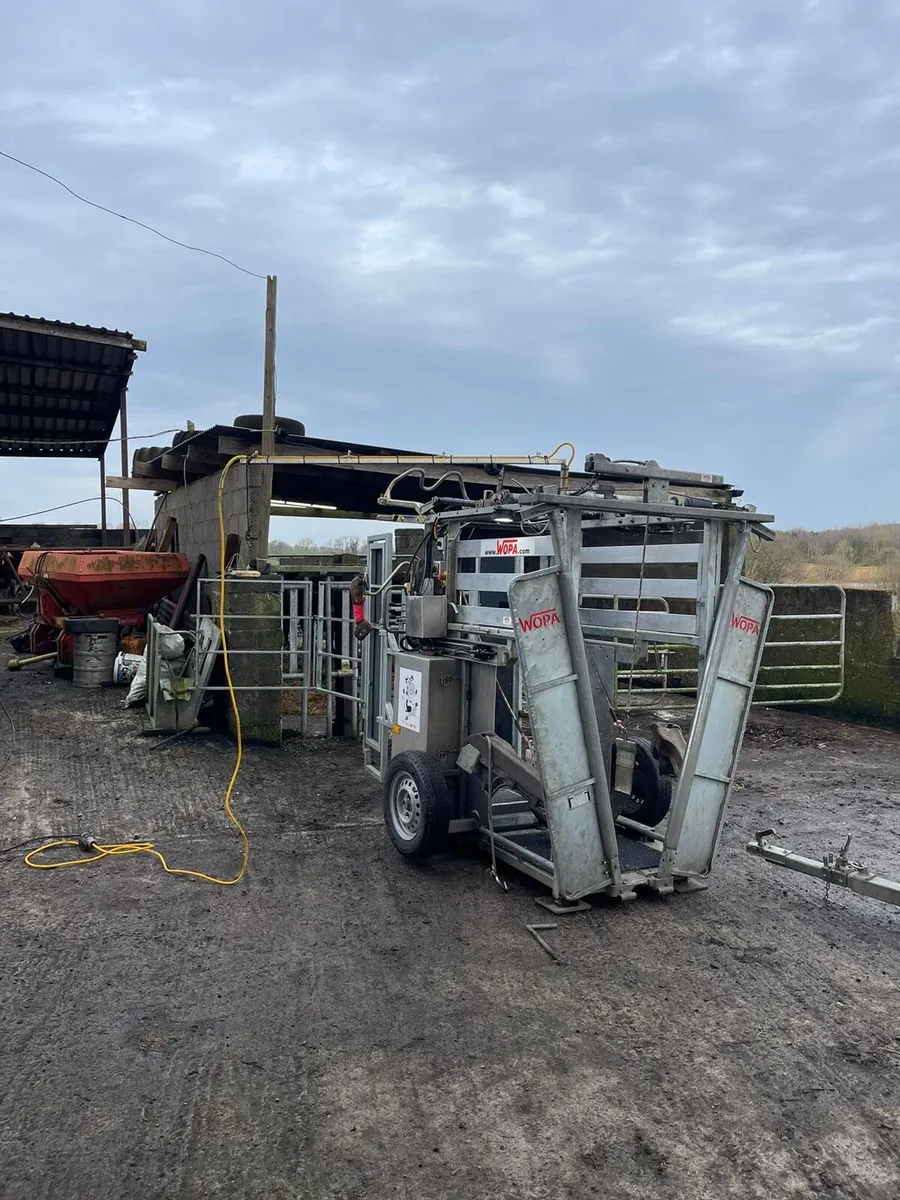 Hoof Care / Hoof Trimmer /Hoof Trimming/Pairing - Image 3