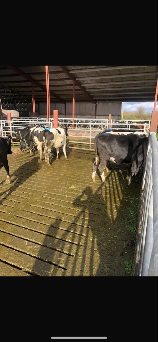 7 Maiden Heifers - Image 2