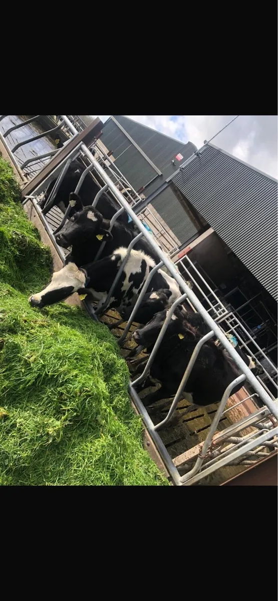 7 Maiden Heifers - Image 1