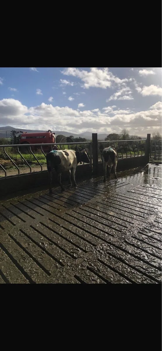 7 Maiden Heifers - Image 3