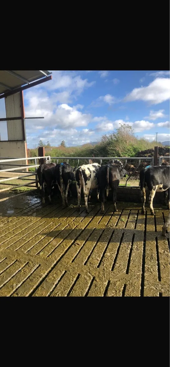 7 Maiden Heifers - Image 4