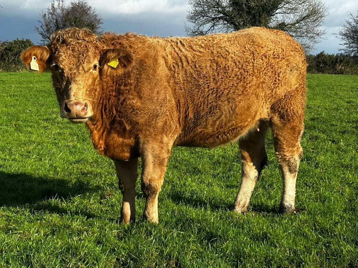 In-Calf Charolais Heifer - Image 1