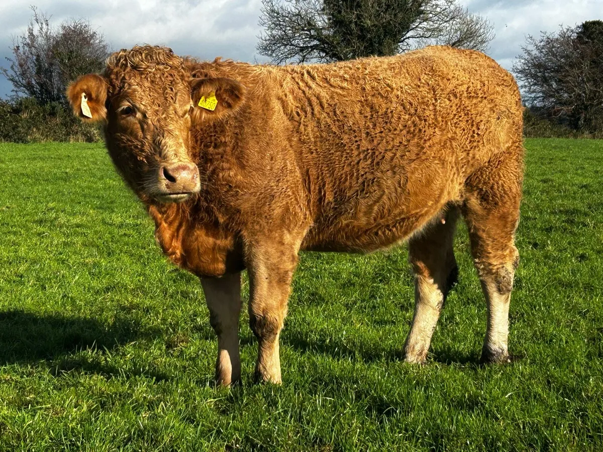 In-Calf Charolais Heifer - Image 2