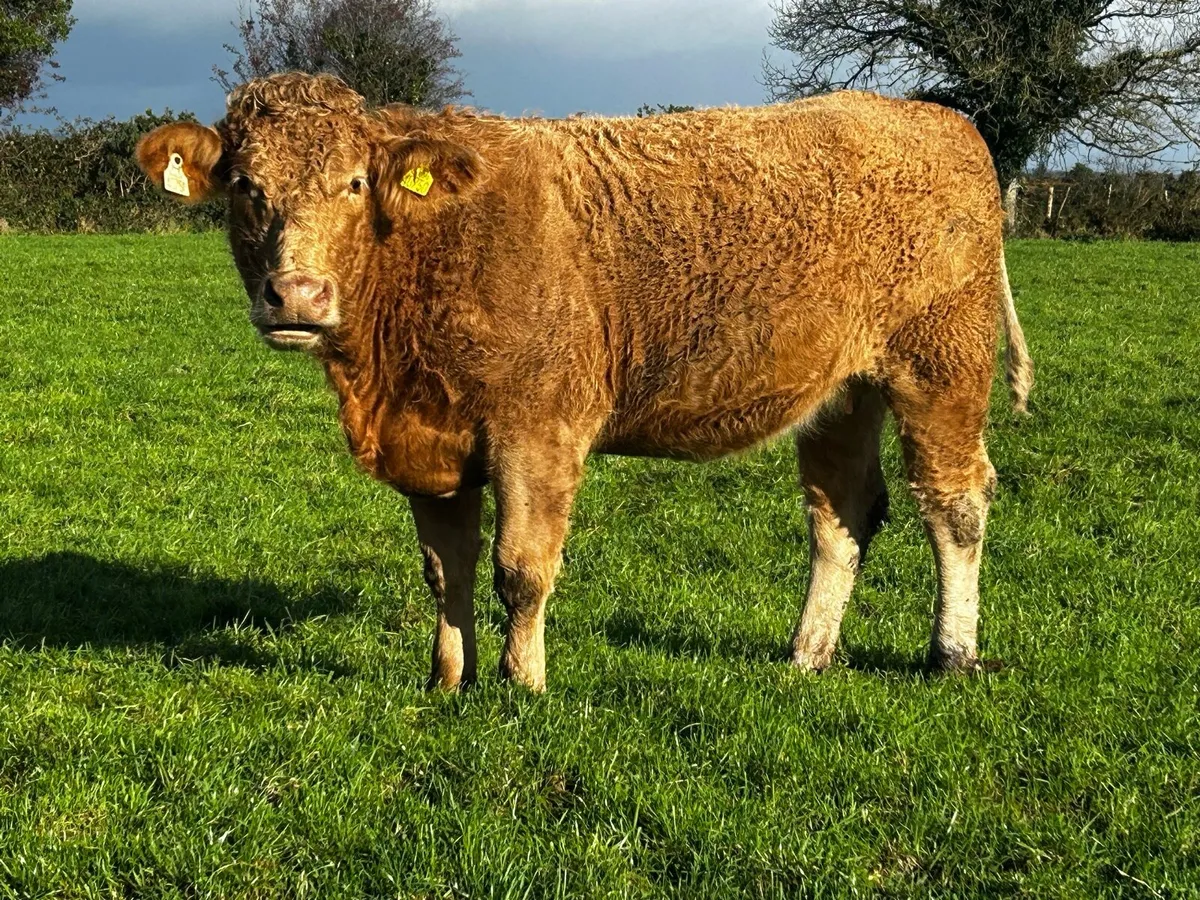 In-Calf Charolais Heifer - Image 3