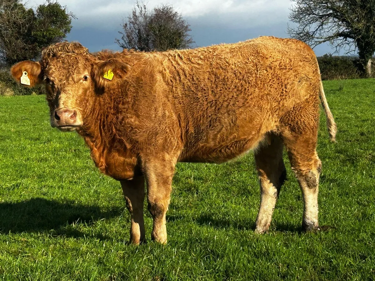 In-Calf Charolais Heifer - Image 4