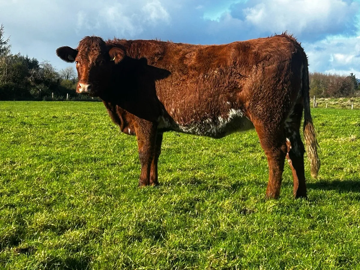 5 Star Roan In-Calf Heifer - Image 1
