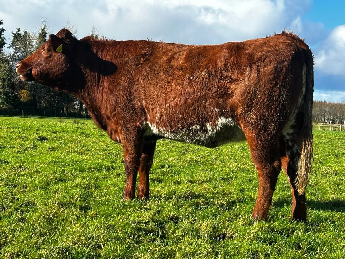 5 Star Roan In-Calf Heifer - Image 2