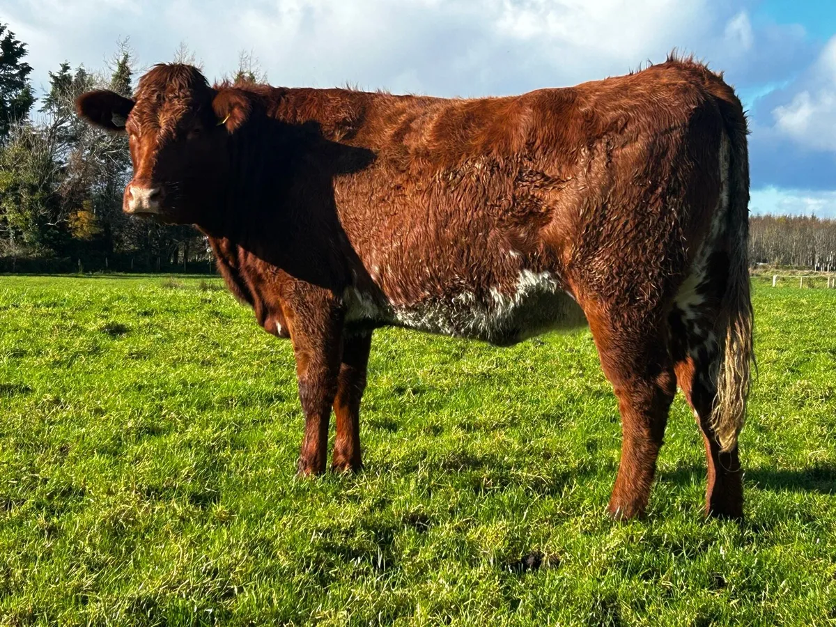 5 Star Roan In-Calf Heifer - Image 3