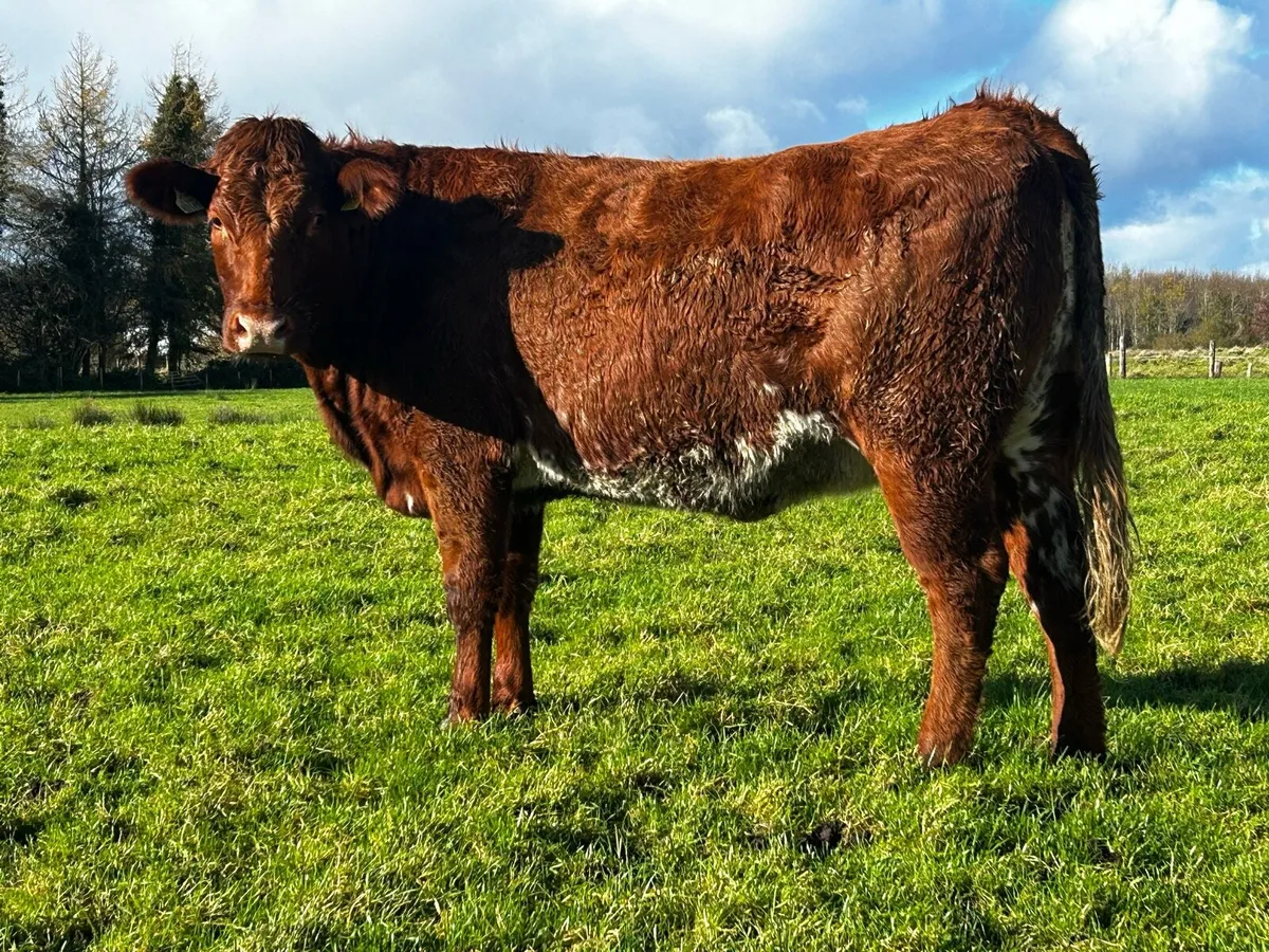 5 Star Roan In-Calf Heifer - Image 4