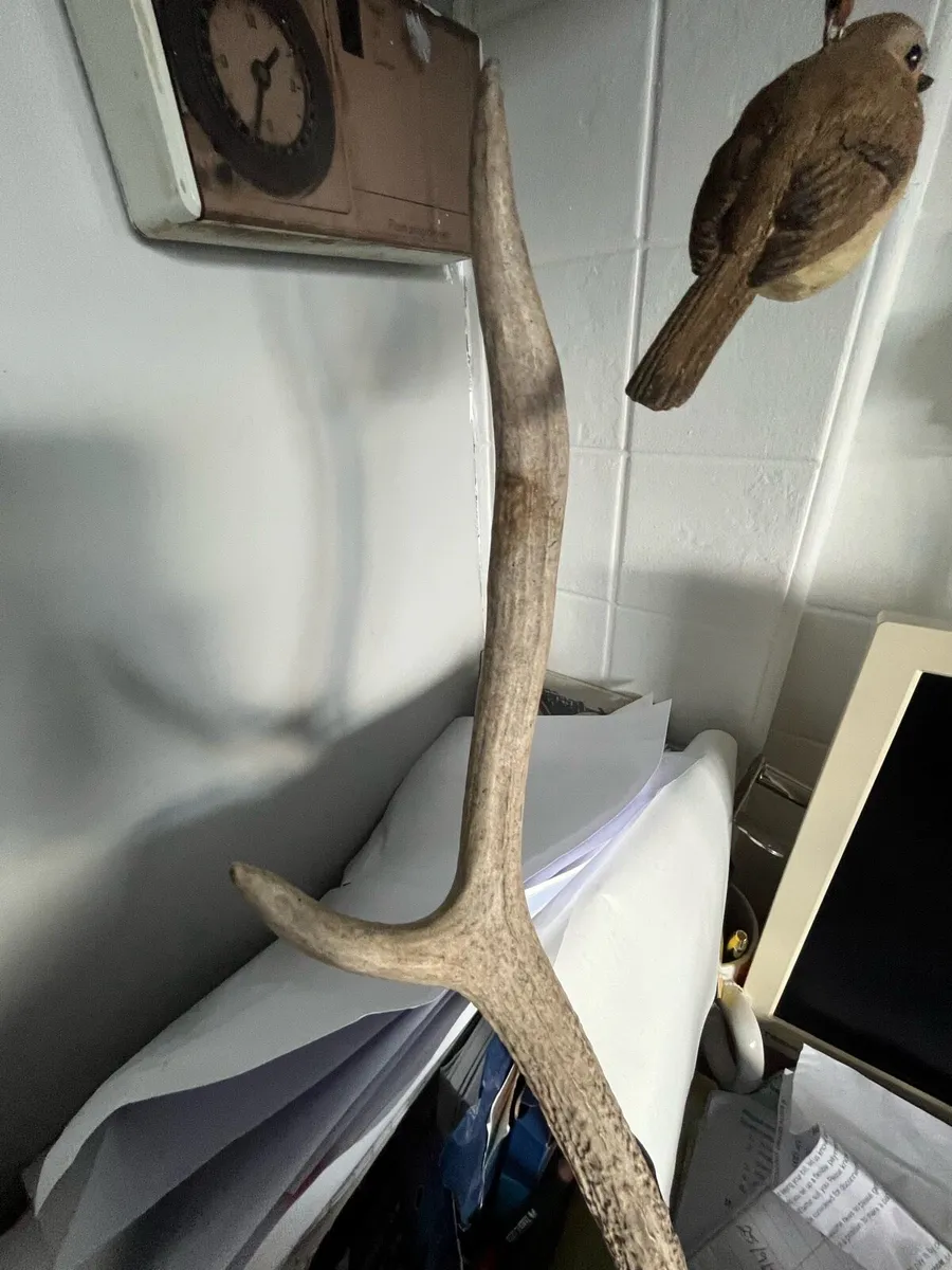 Deer antlers - Image 3