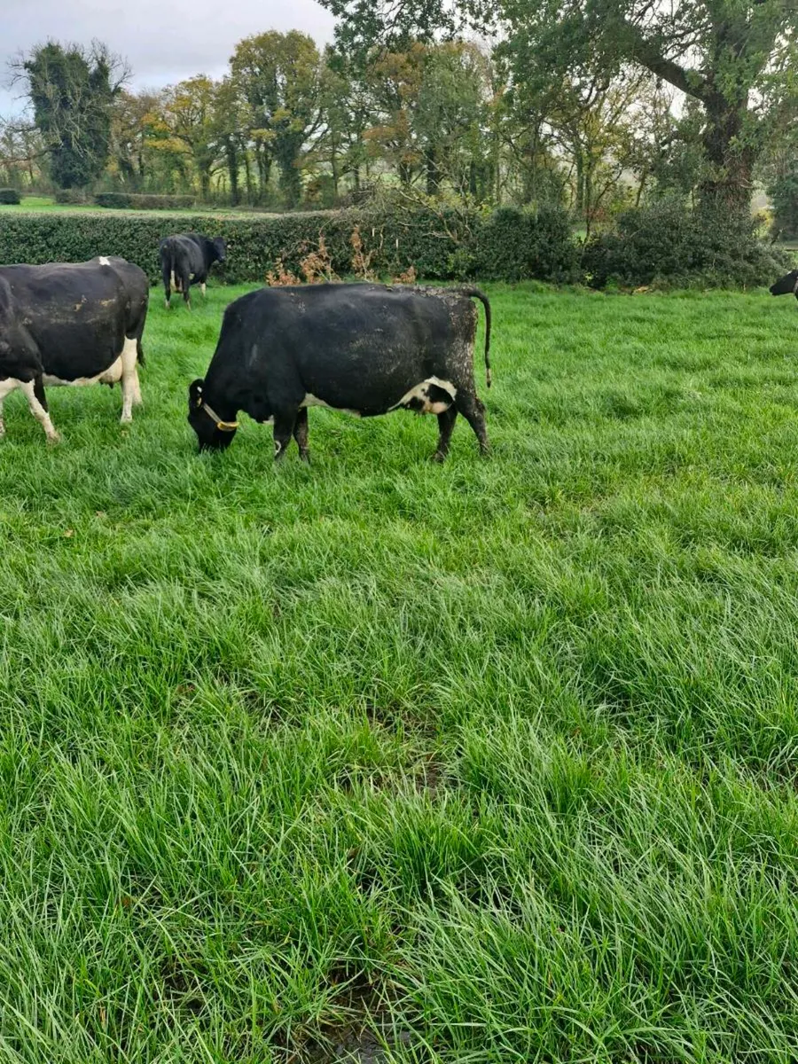 Cows in milk - Image 1